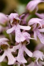 Conical orchid flower detail Ã¢â¬â Orchis conica